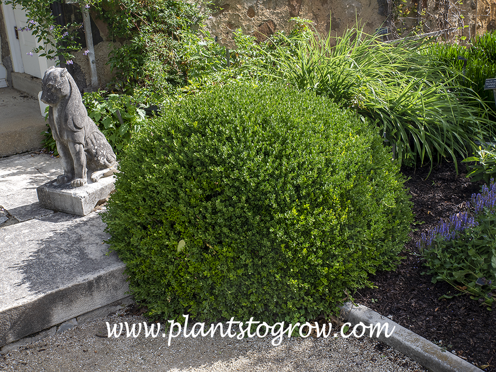 Korean Boxwood (Buxus microphylla var koreana)